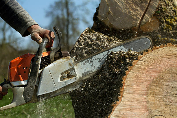 The Steps Involved in Our Tree Care Process in Mount Pocono, PA